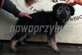 07.01.2014 ZGIERZ GMINA SUKA 55681